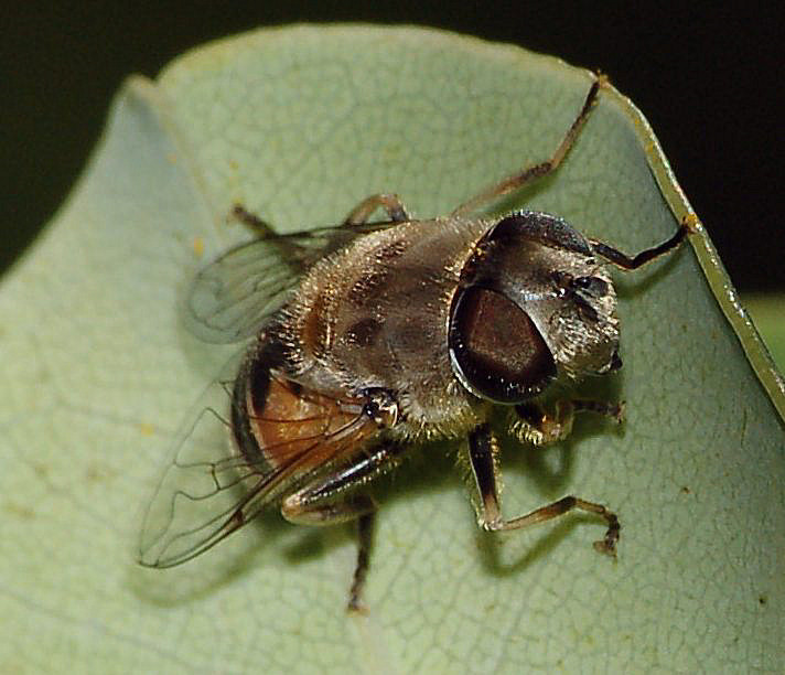 Eristalis arbustorum ♀ (Syrphidae).